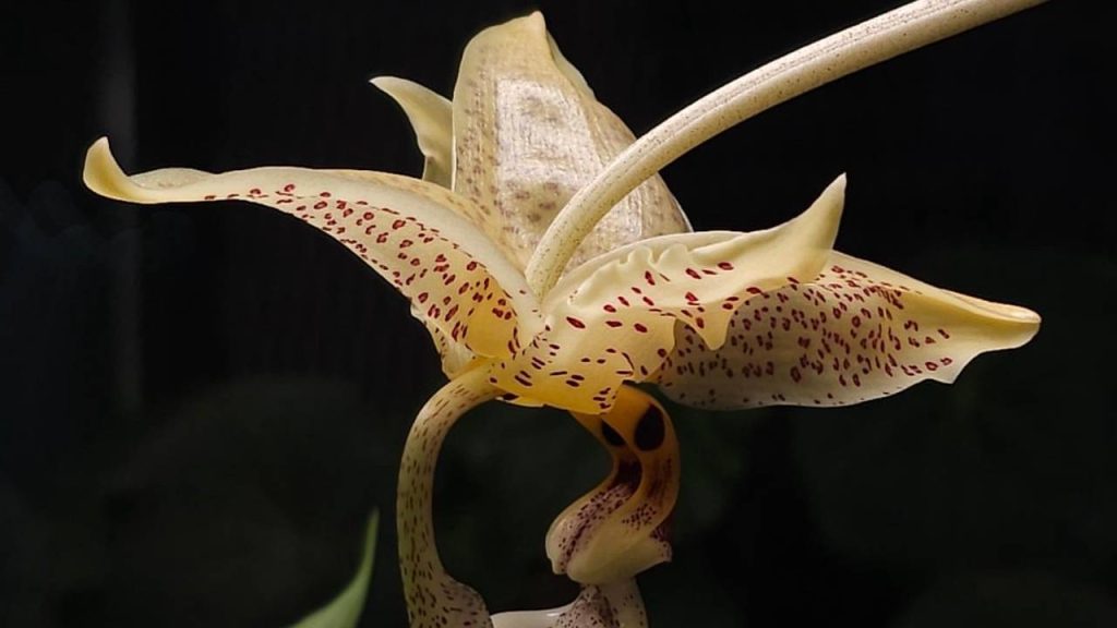 Уникальная орхидея зацвела в «Аптекарском огороде»