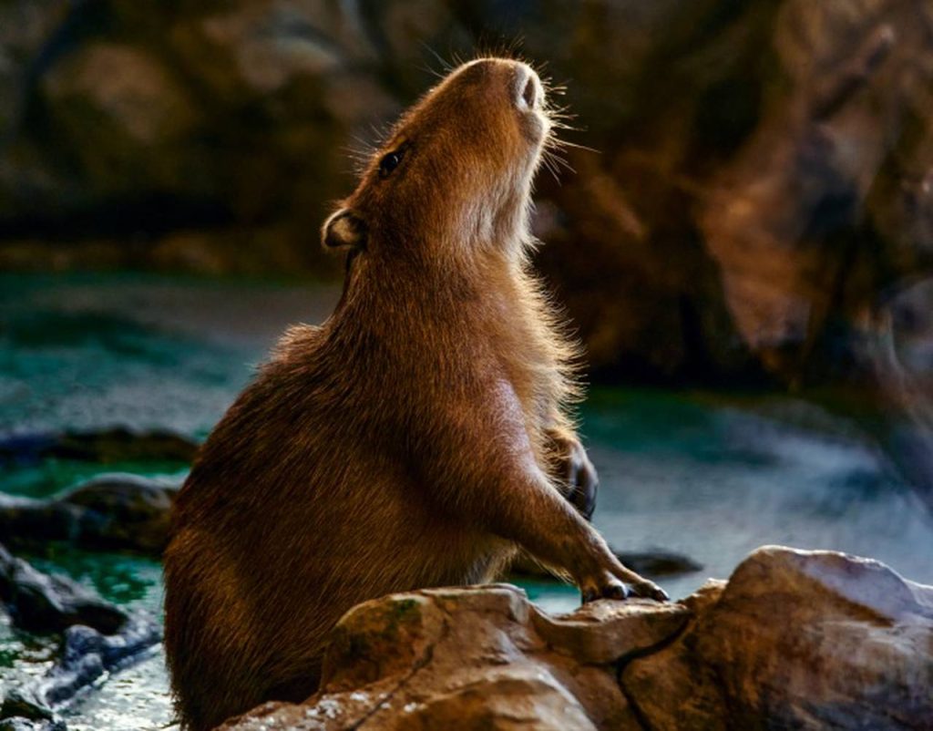 Для любителей наблюдать за капибарами из Московского зоопарка сделали викторину