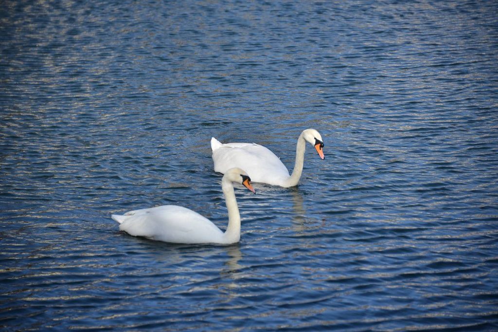 Лебеди Зигфрид и Одетта переехали в теплый домик из Парка Горького