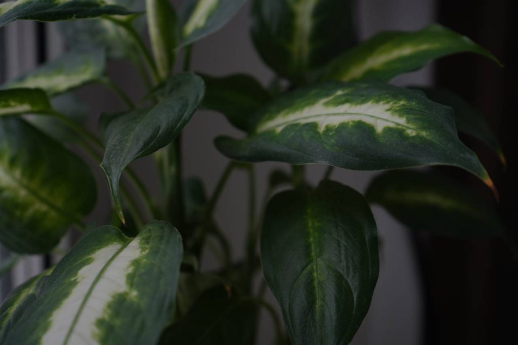 Экскурсии для школьников начнут проводить в «Аптекарском огороде»