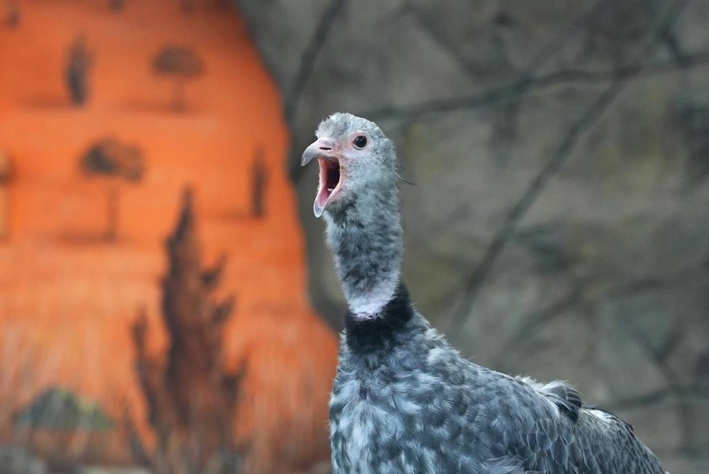 Новые жители Московского зоопарка: из Краснодара в зоосад привезли хохлатых паламедей