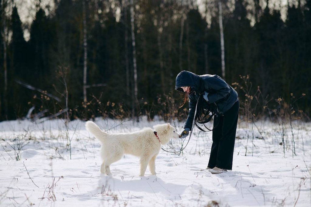 «Мосволонтер» проводит ежегодную акцию «Добрая елка для лапок»