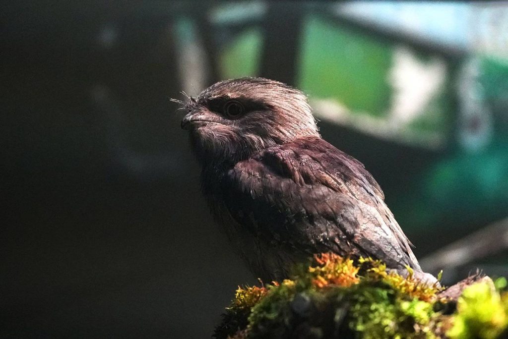 Чернолицые ибисы, лягушкорот, челноклювы, или Московский зоопарк пополнился новыми экзотическими птицами