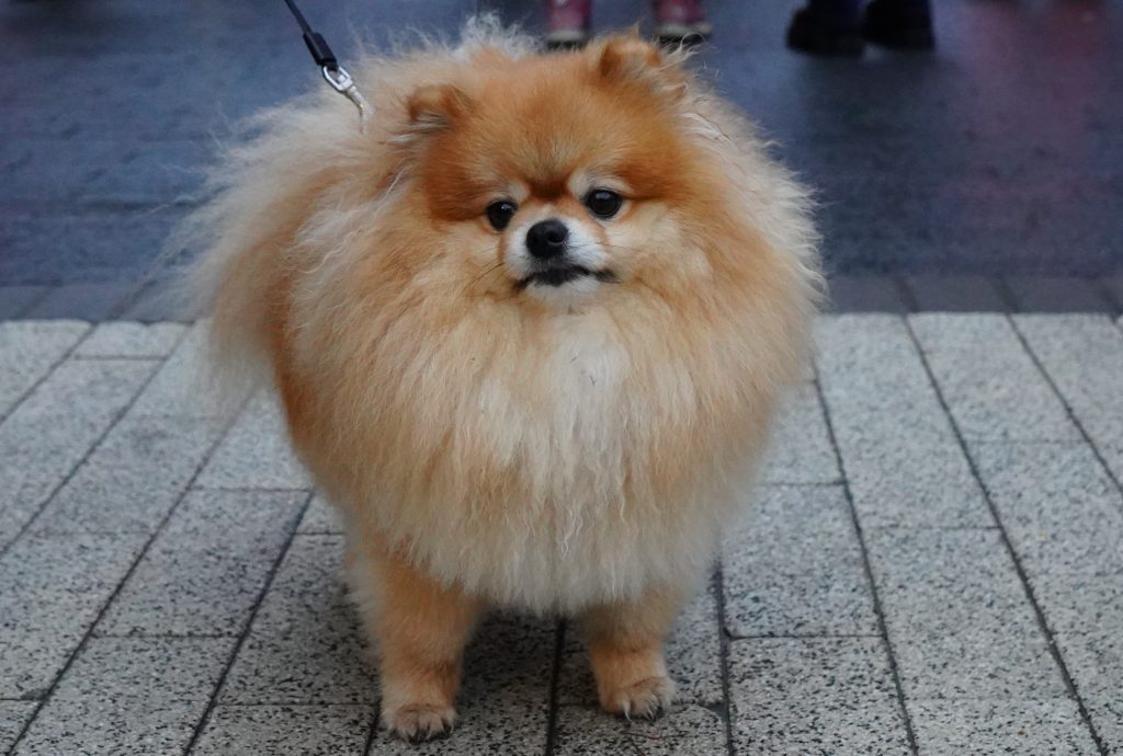 Искусство для всех: столичные музеи создают уголки для четвероногих посетителей