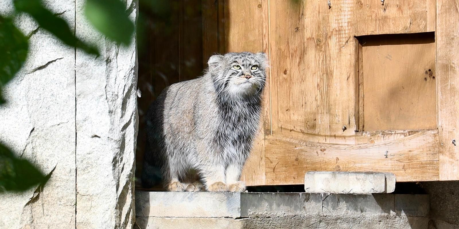 Москвичи и туристы пройдут через павильоны обезьян, амурских тигров, верблюдов, жирафов, белых медведей, панд, полярных сов и слонов, а также символа Московского зоопарка манула Тимофея. Фото: пресс-служба Департамента культуры города Москвы