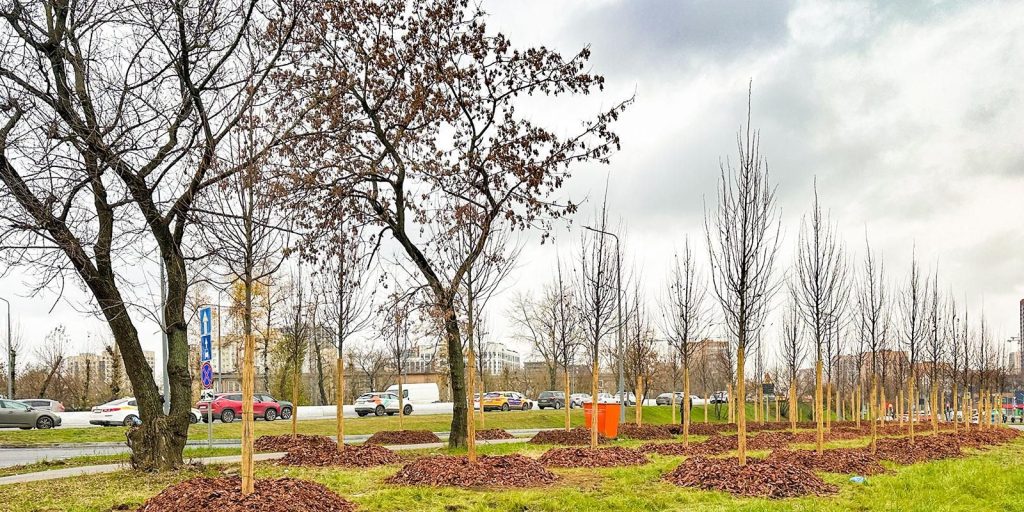 Функциональность и эстетика: на Марксистской улице высадят деревья