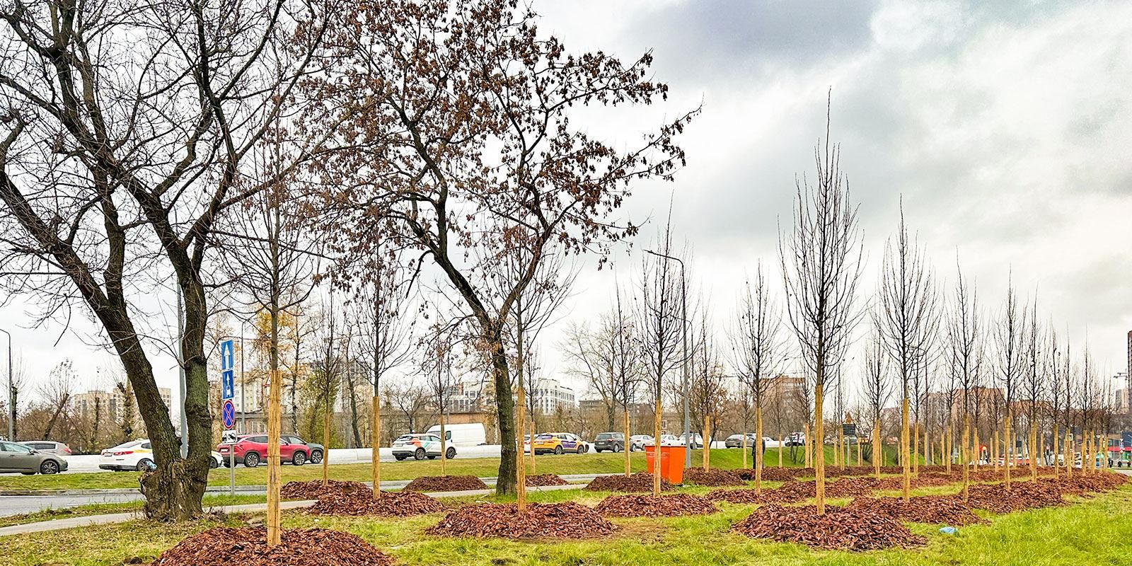 Для озеленения используются деревья, выращенные в специализированных питомниках. Фото: пресс-служба комплекса городского хозяйства Москвы