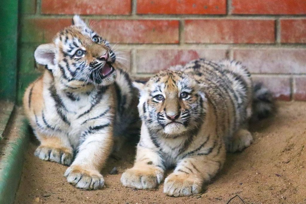 Новые обитатели зоопарка: москвичам рассказали о рождении тигрят и прибытии волка