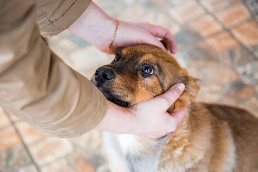 Приласкать и найти новый дом: столичные волонтеры помогают животным в приютах