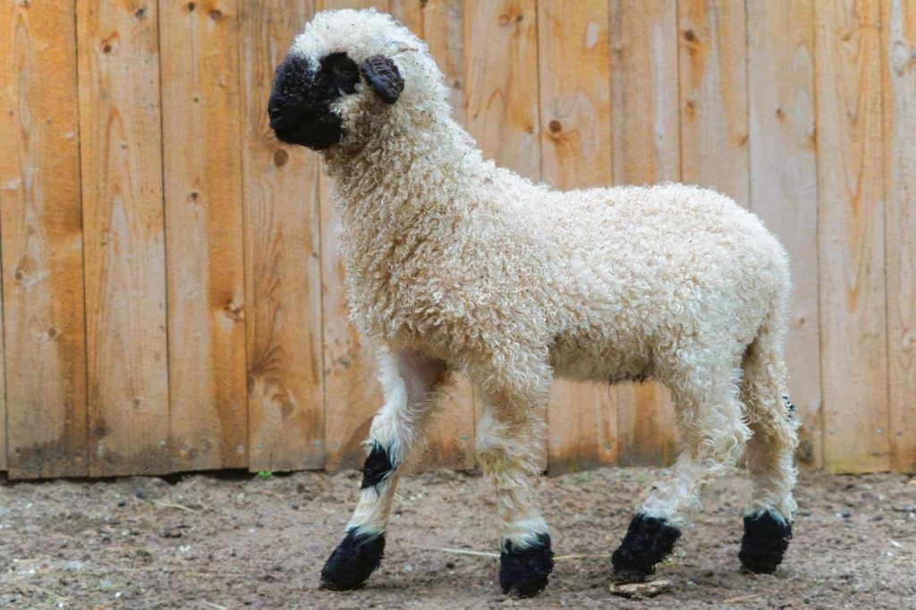 Морозко, Белян, Снежок: дети выберут имя ягненку из филиала Московского зоопарка