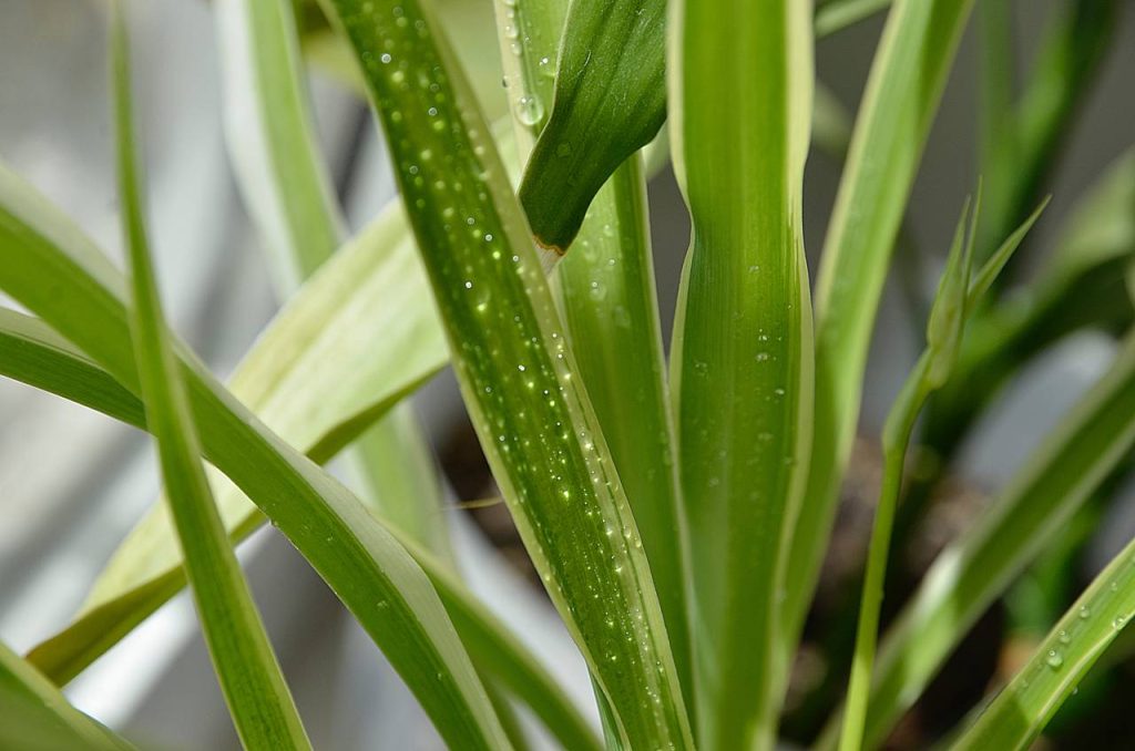 «Тропическая зима» наступит в «Аптекарском огороде»