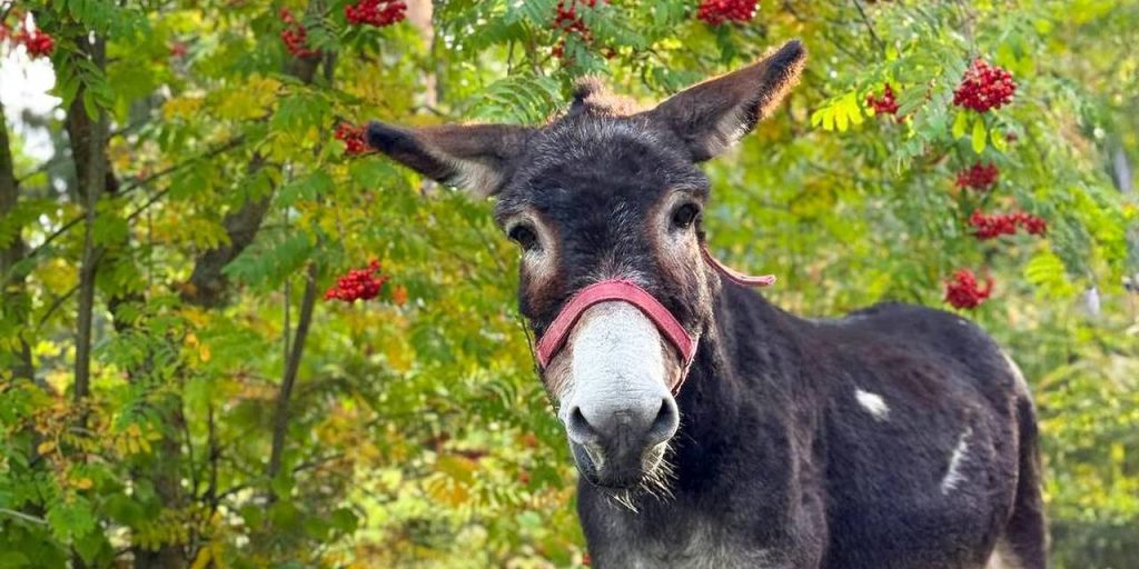 Ослик Жорик из зоны СВО нашел новый дом в Московском зоопарке