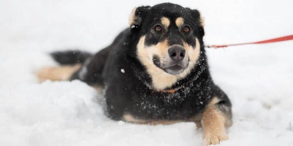 Приют для бездомных собак на западе столицы проведет день открытых дверей