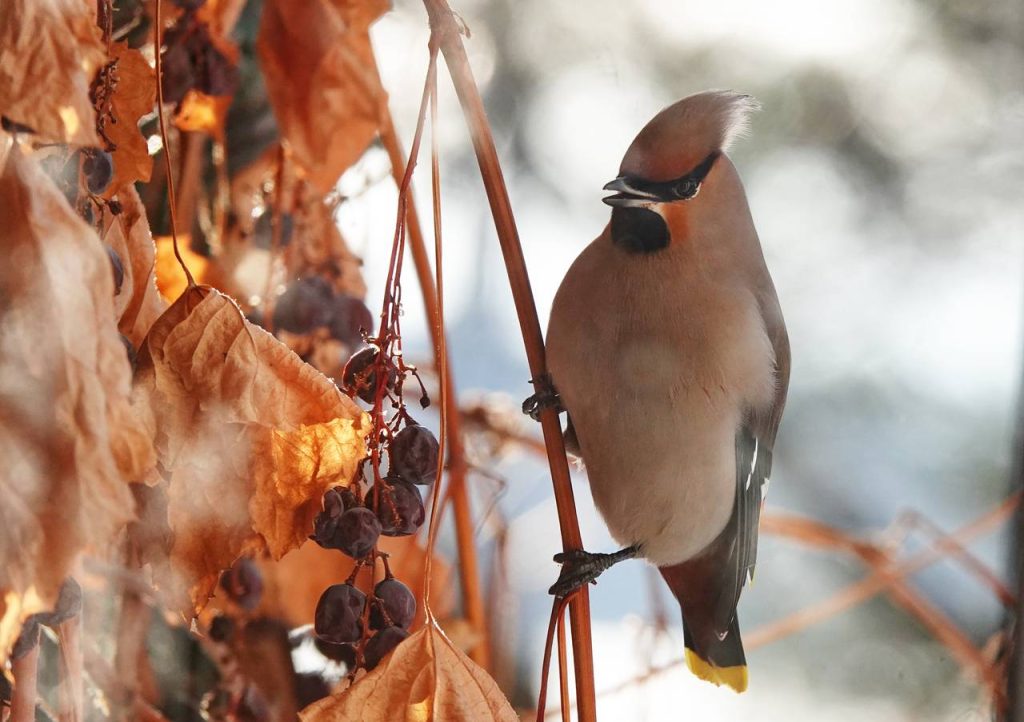 Москвичам рекомендовали подкармливать птиц зимой несоленым салом