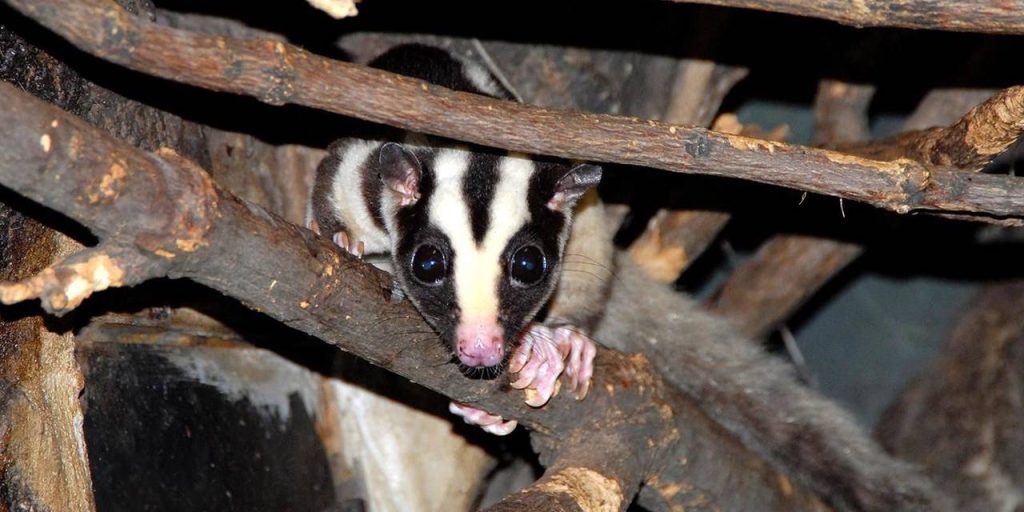 Кускус и ехидны: в экспериментальный отдел Московского зоопарка привезли мелких млекопитающих