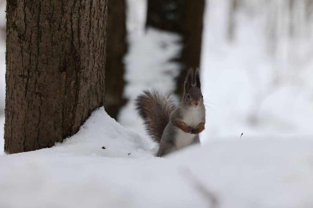 Позднякова: Морозы до 19 градусов ожидаются в столичном регионе в начале января