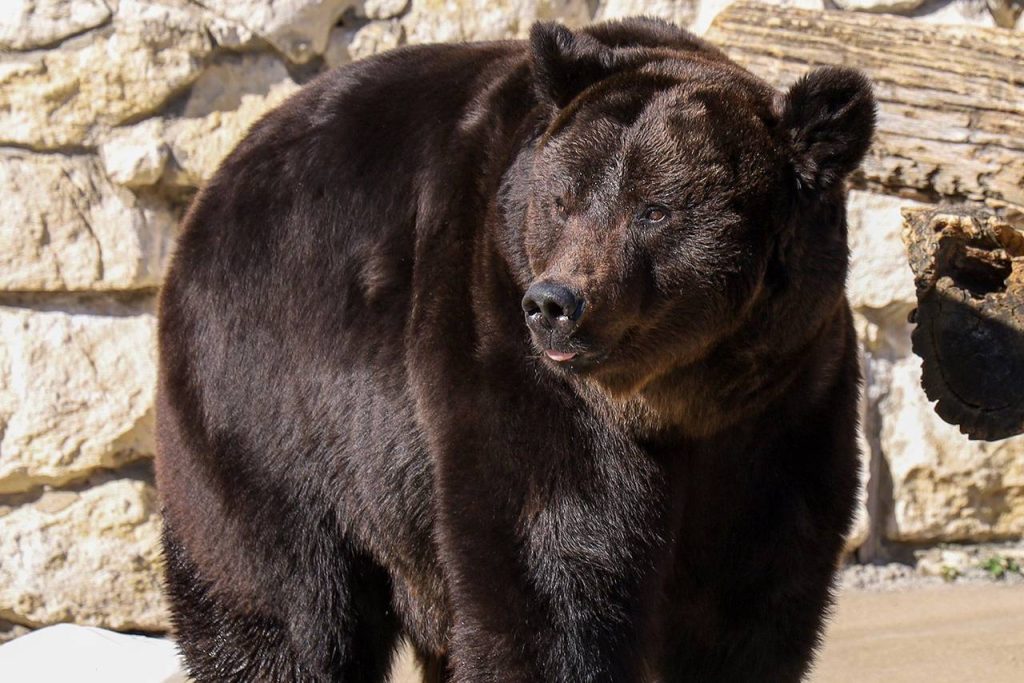 Медведи Московского зоопарка ушли в зимнюю спячку
