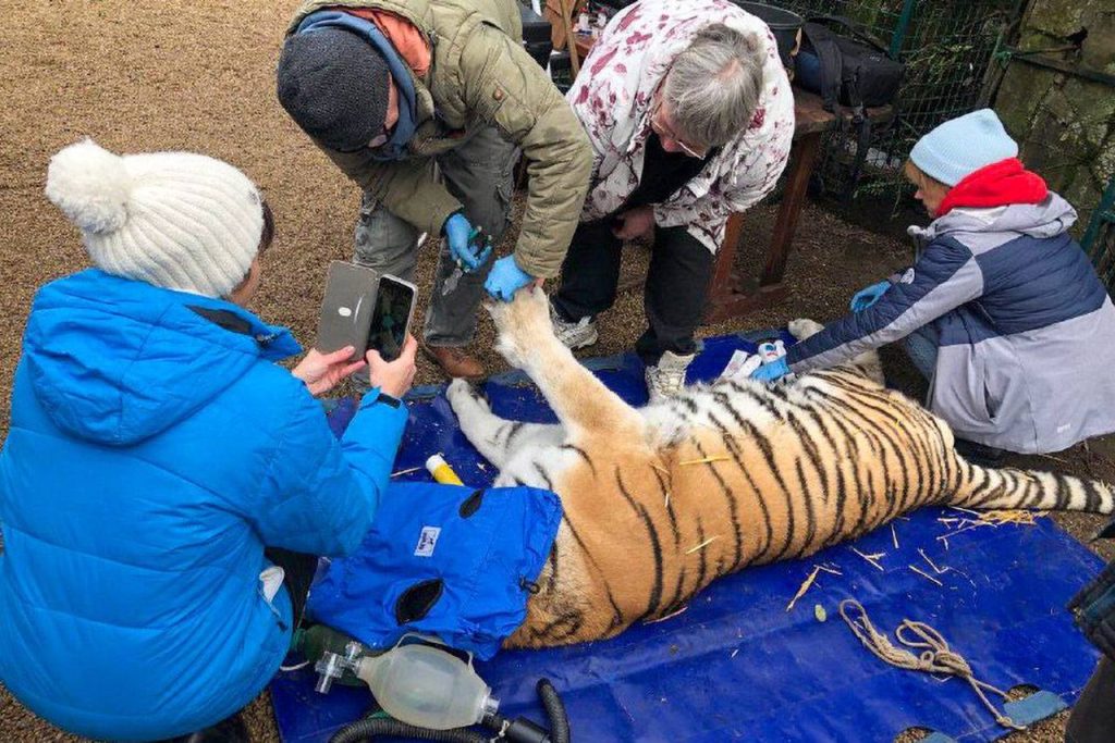 Ветврач Московского зоопарка прооперировал хищников в сафари-парке Бердянска