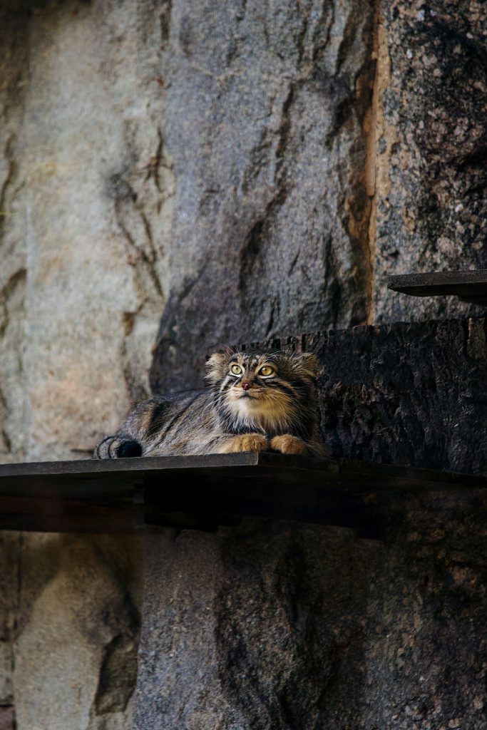Большой пушистый шар в Московском зоопарке, или Манул Тимофей завершил зажировку
