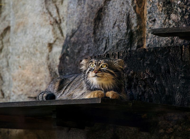 Данный вид занесен в Международную Красную книгу, а Московский зоопарк является частью программы по изучению и сохранению палласовых котов. Фото: медиабанк «Мосфото»
