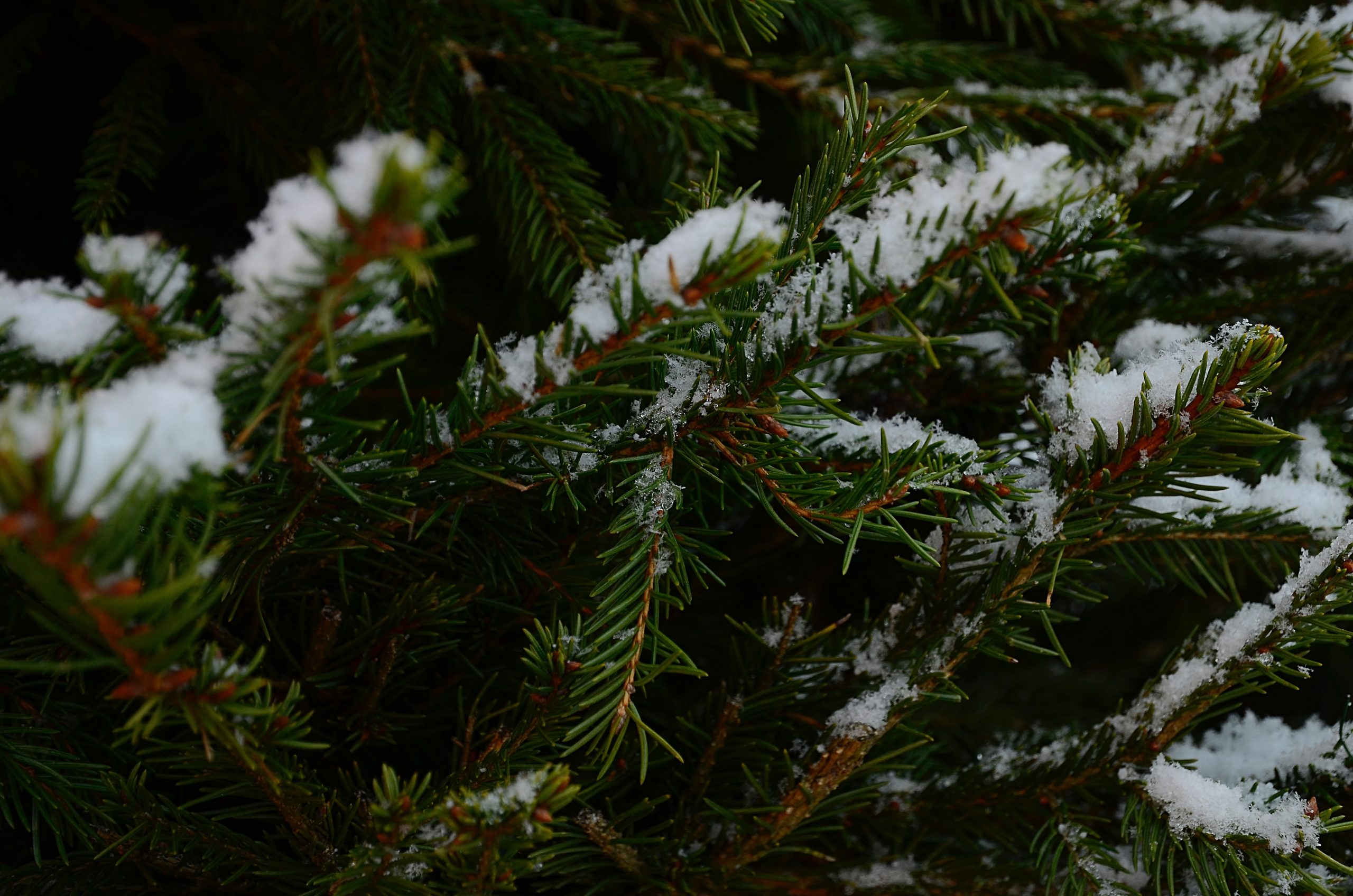 По всей улице разместили ели в снегу с подсветкой и мандаринами. Фото: Анна Быкова, «Вечерняя Москва»