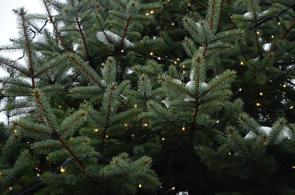 Магия первого дня: научное обоснование новогодних примет