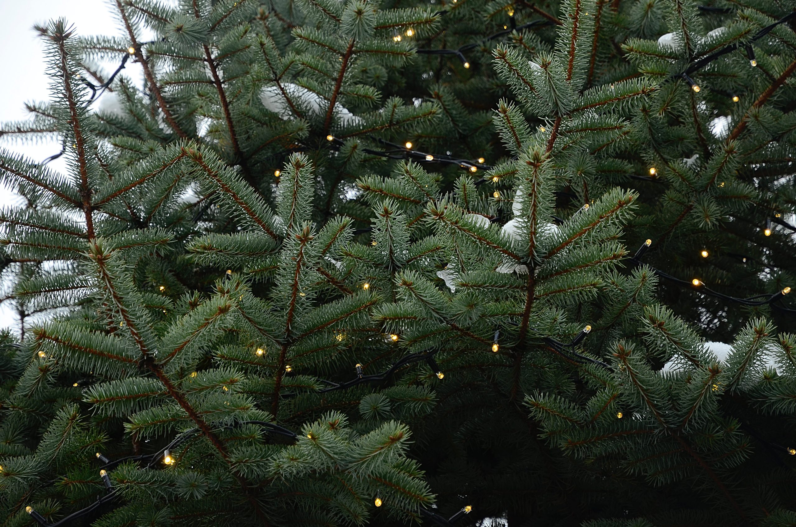 Магия первого дня: научное обоснование новогодних примет. Фото: Анна Быкова, «Вечерняя Москва»
