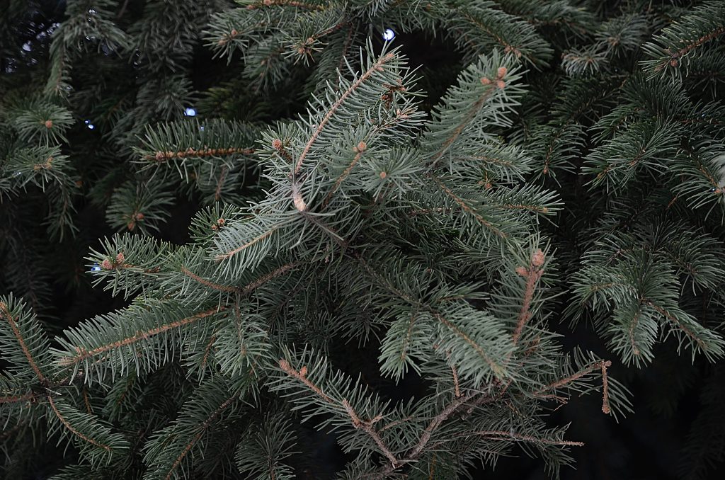 Главное новогоднее дерево России, или Специалисты спилили ель для Соборной площади Кремля