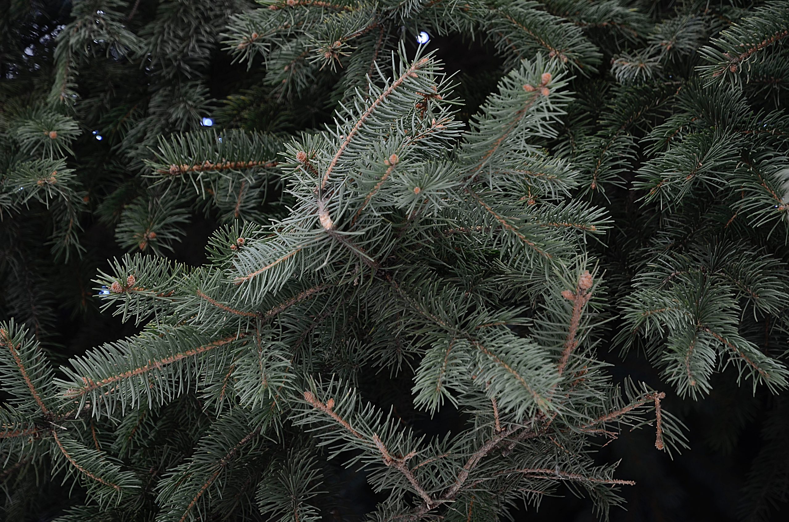 Ее транспортируют на специальном автопоезде и ввезут на территорию Соборной площади через ворота Спасской башни. Фото: Анна Быкова, «Вечерняя Москва»