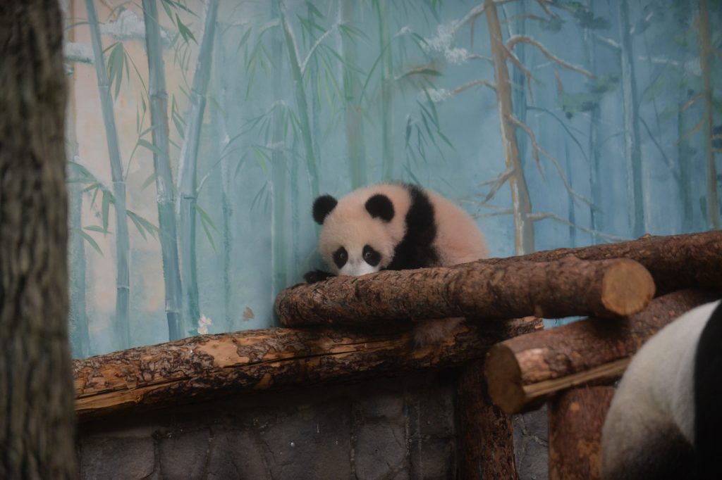 Юные москвичи смогут узнать подробнее о панде Катюше из видеоистории на платформе «Активный гражданин — детям»