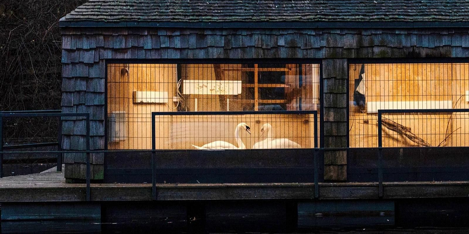 Все кроме водных птиц останутся в своих вольерах, которые утеплили, а Одета и Зигфрид переселятся в дом на Малом Голицынском пруду.  Фото: пресс-служба Департамента природопользования и охраны окружающей среды города Москвы