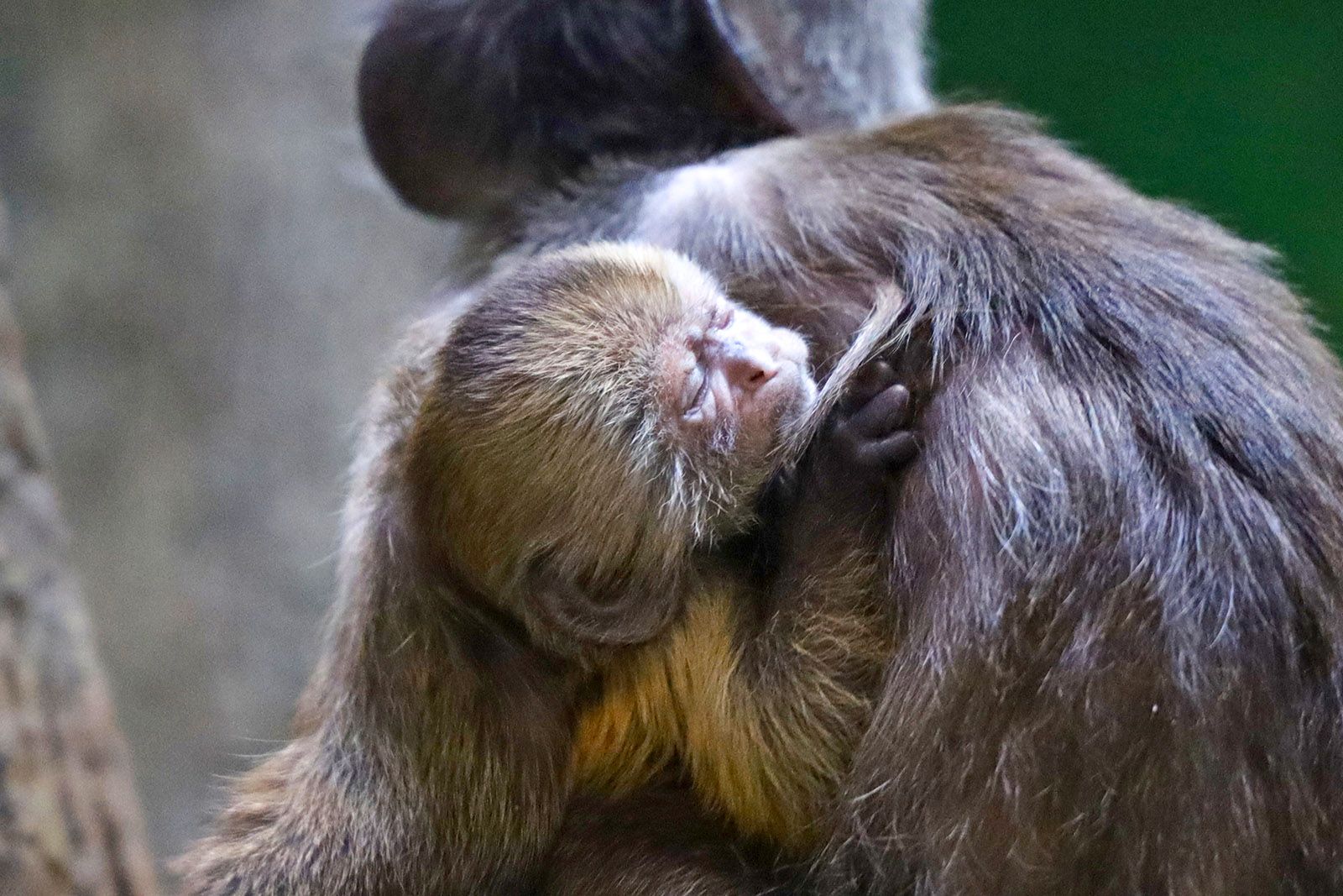 Увидеть Нормана, который уже перешел на взрослое питание, а также его родителей можно в павильоне «Дом приматов» на новой территории зоопарка. Фото: пресс-служба Московского зоопарка