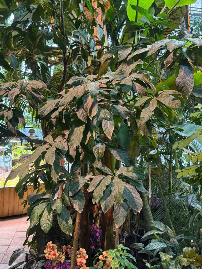 Первый в XIX веке: авокадо зацвело в «Аптекарском огороде»