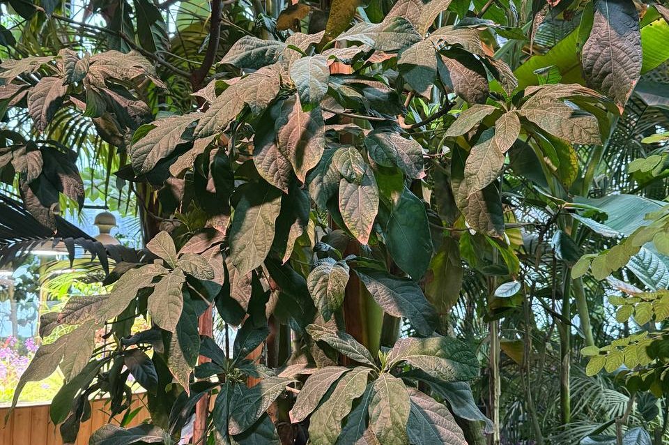 Возраст этого растения составляет 11 лет, его вырастили из семян. Фото предоставили в пресс-службе «Аптекарского огорода»