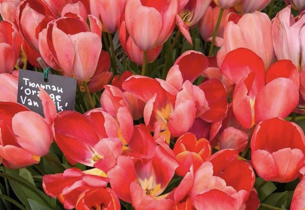 «Репетиция весны» пройдет в «Аптекарском огороде»