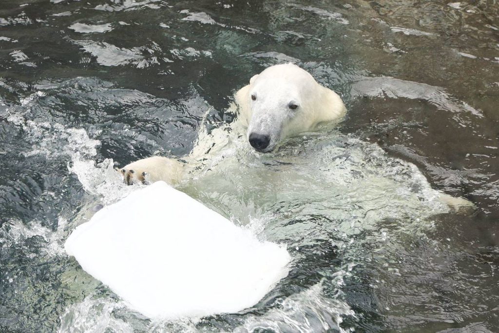 Зрители онлайн-трансляций зоопарка ответят на вопросы о белых медведях