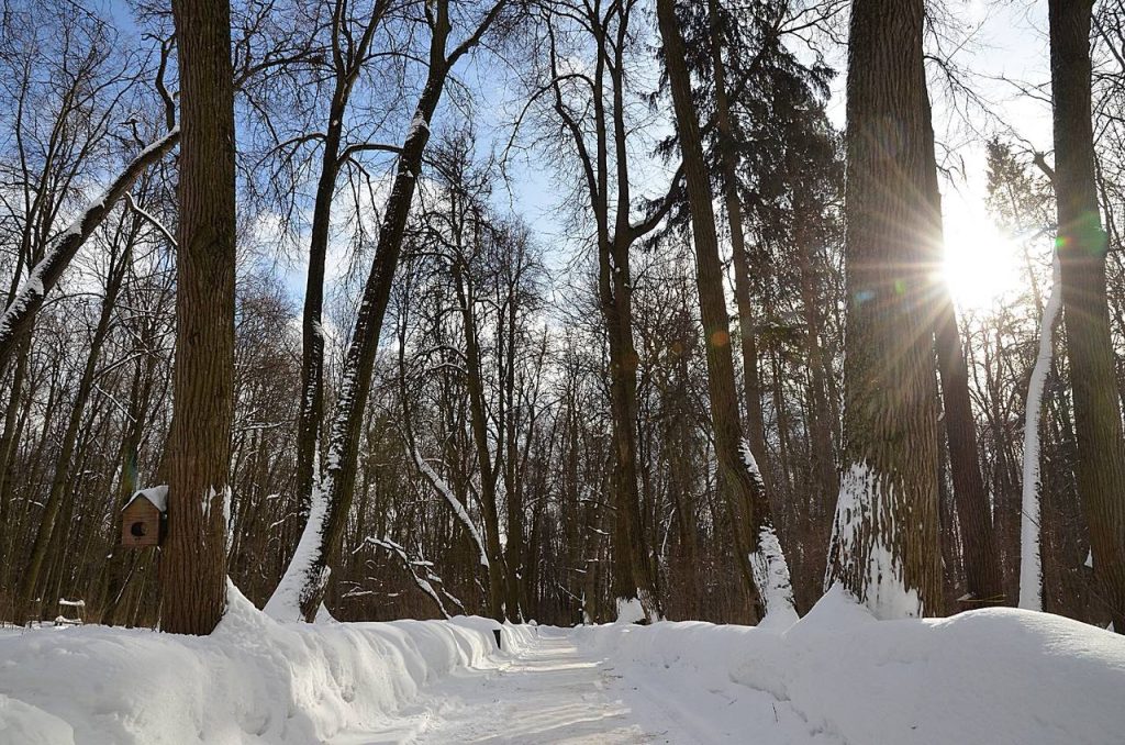 Потепление ожидает москвичей после 19 января
