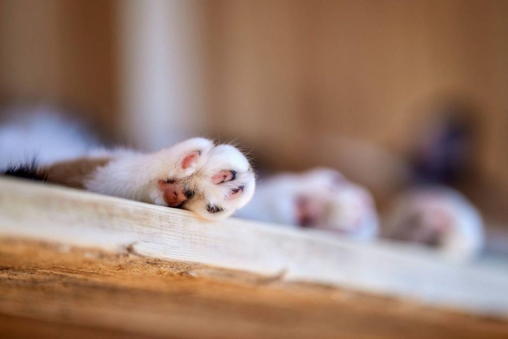 Горожане забирают животных из приютов с помощью сервиса «Моспитомец»