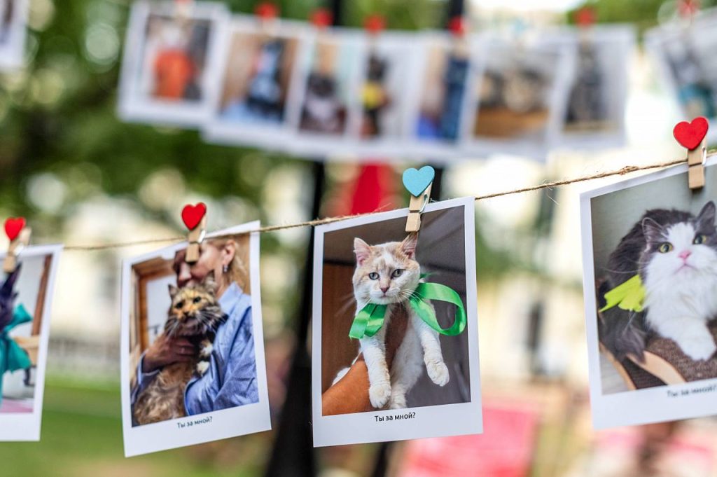 Где гулять, как кормить: в «Моспитомце» опубликовали советы для хозяев животных