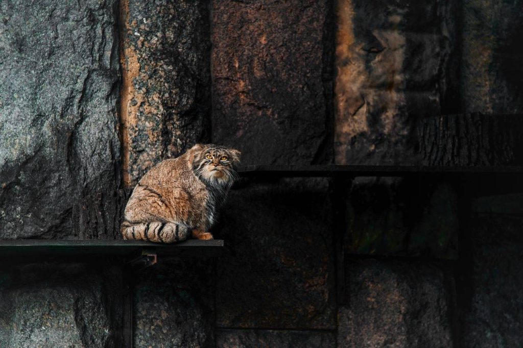 Зимний режим: манул Тимофей из Московского зоопарка начал вести сумеречный образ жизни