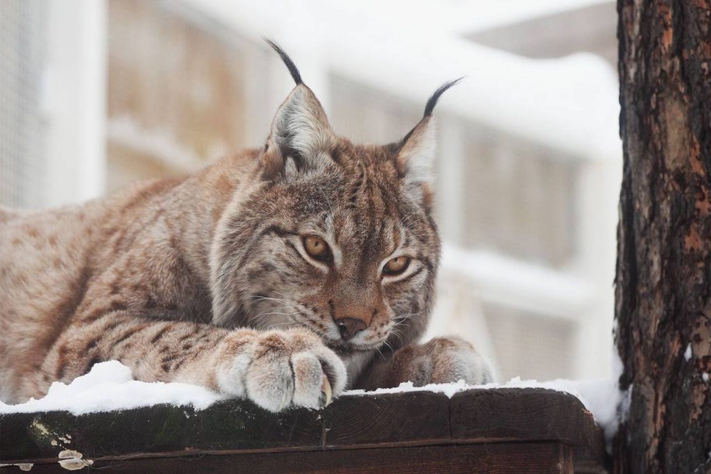 Новая викторина в проекте с трансляциями из Московского зоопарка посвящена рысям