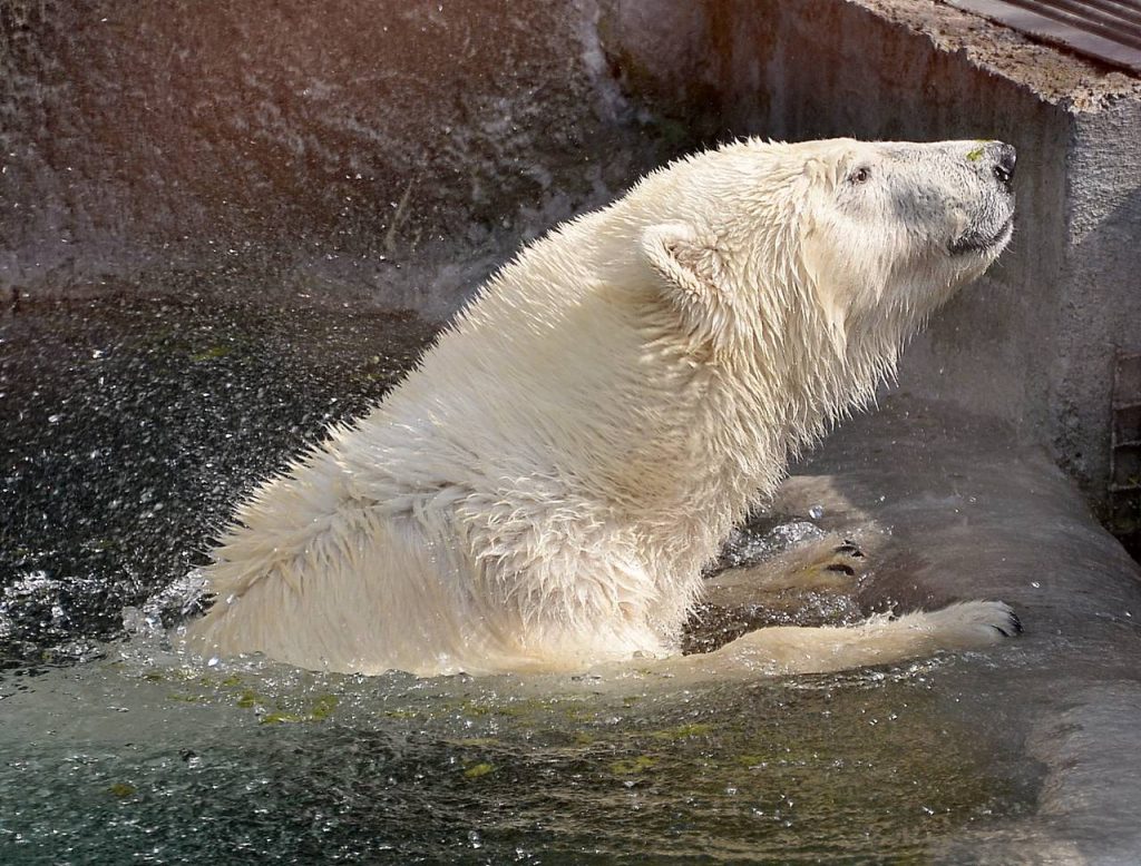 Зимой все желающие могут понаблюдать за обитателями Московского зоопарка онлайн