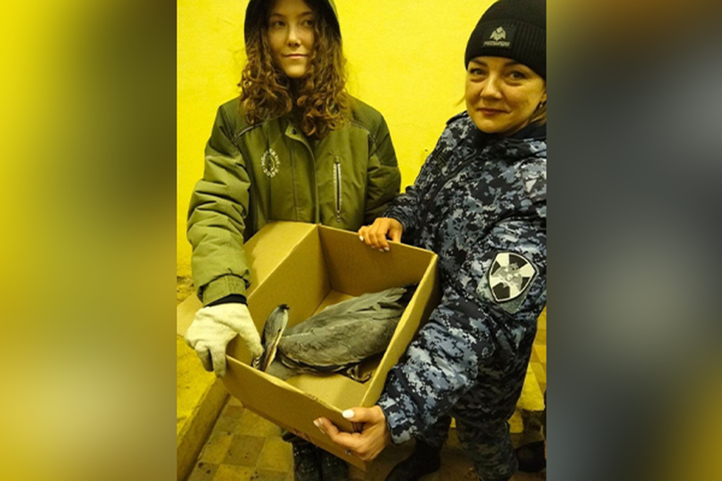 «Ледяная гостья» на охраняемом объекте: росгвардейцы спасли серую цаплю, пострадавшую от аномальных морозов в Москве