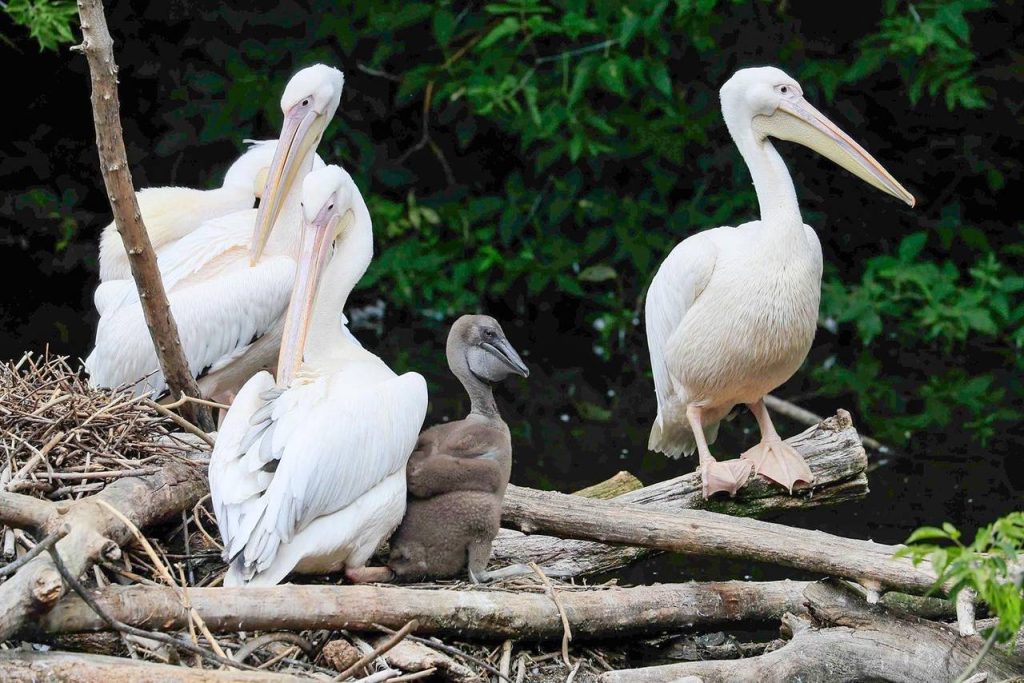 Новыми обитателями Московского зоопарка стали розовые пеликаны и белоголовый сип
