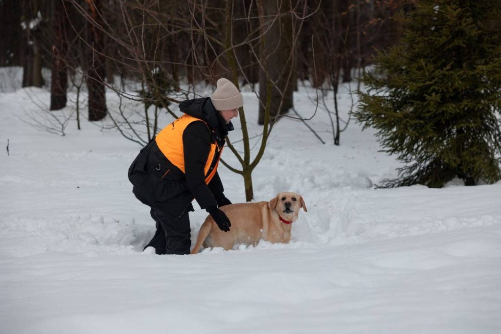 Снежный след: как проходят тренировки кинологов в зимний период