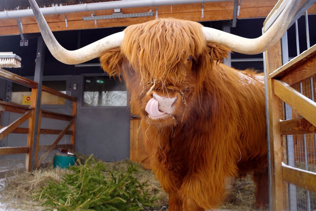 День рождения Московского зоопарка, или Праздничную программу представят в учреждении