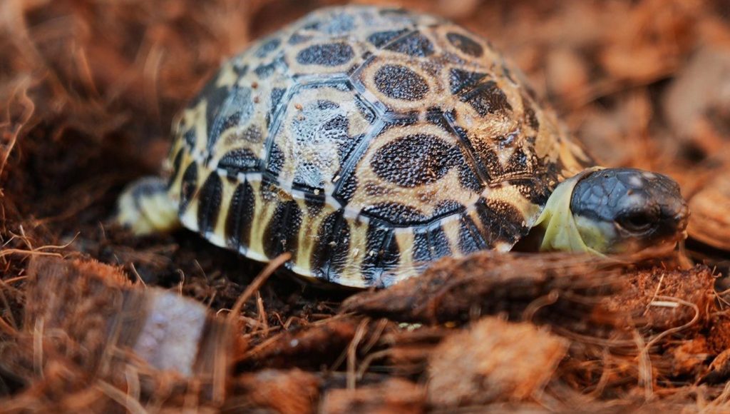 Детеныши редкого вида черепах родились в Московском зоопарке