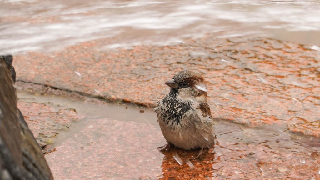 Перепись воробьев: жители ЦАО — одни из самых активных в акции по подсчету воробьев