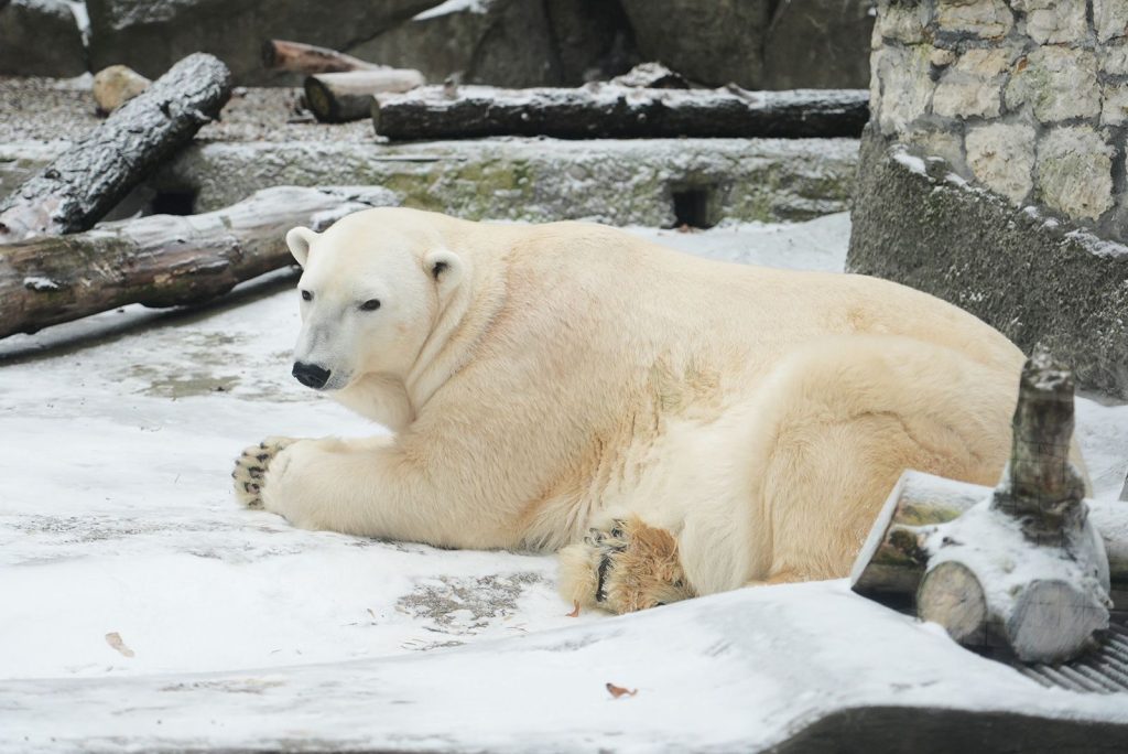 Международный день полярного медведя отметят в Московском зоопарке
