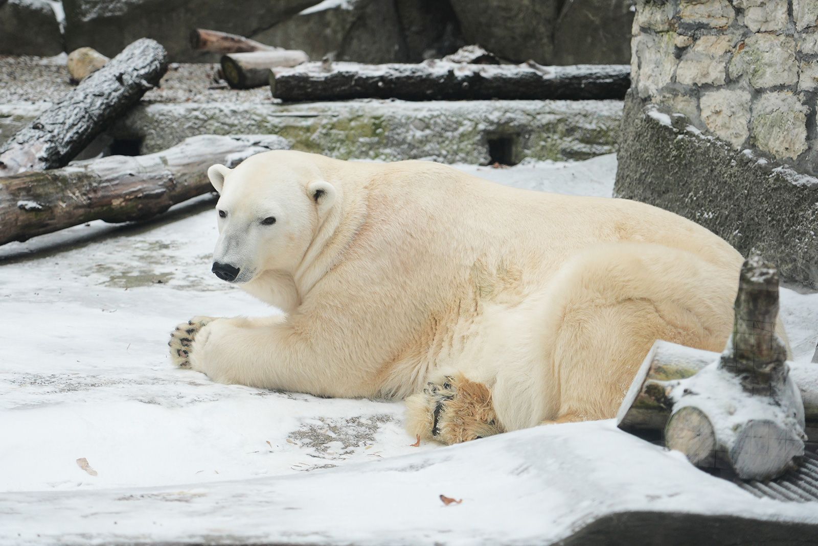 На новой территории зоопарка напротив вольера Айки и Терпея пройдет открытие скульптуры белого медведя «Диксон», которую установили в память о жителях зоопарка, которых больше нет. Фото: пресс-служба Департамента культуры города Москвы